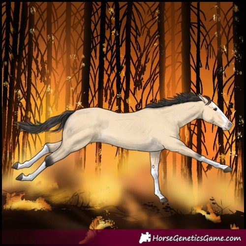 Horse Color:Buckskin Splash