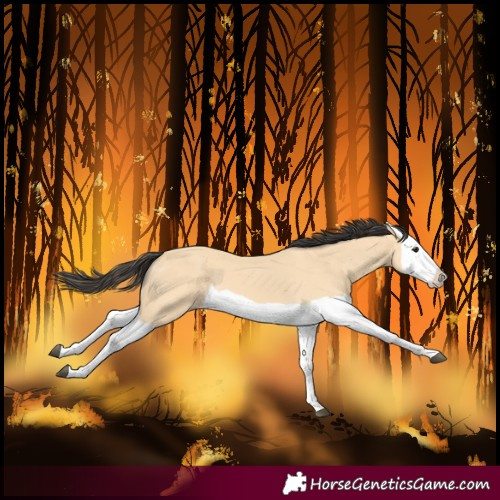 Horse Color:Buckskin Splash 