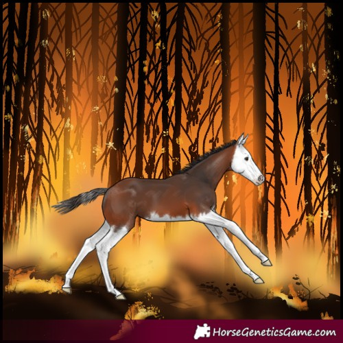 Horse Color:Bay Splash 