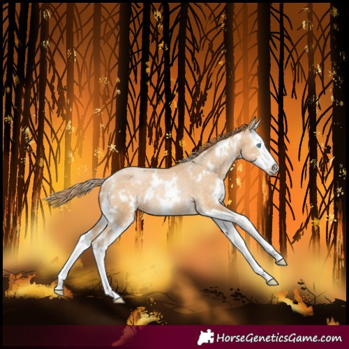 Horse Color:White Spotted Buckskin Pearl Splash Rabicano