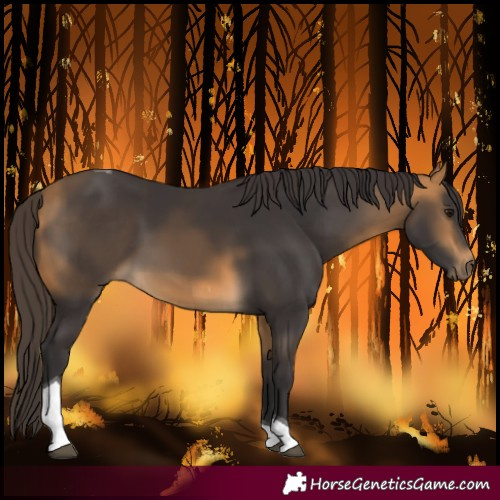 Horse Color:Buckskin Tobiano 
