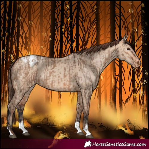 Horse Color:Bay Dun Varnish and Amber Champagne Dun Varnish
