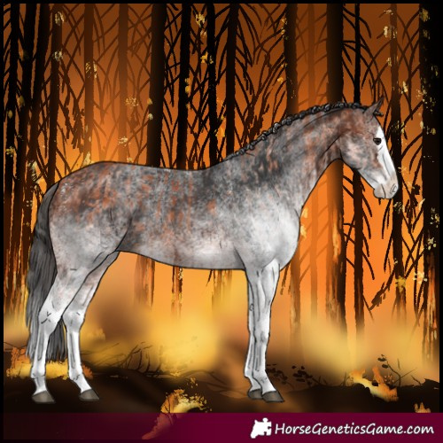 Horse Color:White Spotted Bay Splash and White Spotted Bay Splash