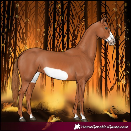 Horse Color:Chestnut Frame 