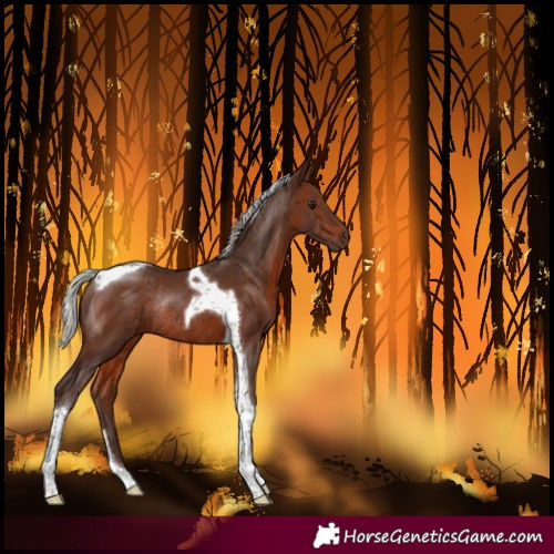 Horse Color:Silver Brown Tobiano Rabicano