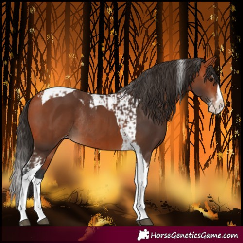 Horse Color:Bay Splash Tobiano Varnish and Bay Splash Tobiano Varnish Rabicano