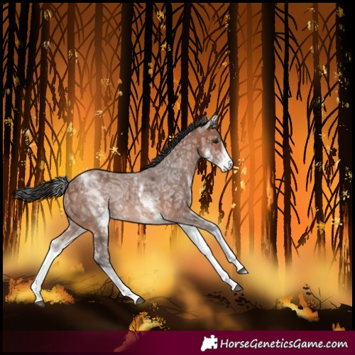 Horse Color:White Spotted Bay Ice