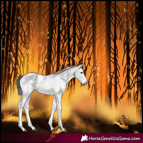 Horse Color:Gray White Spotted Bay Blanket