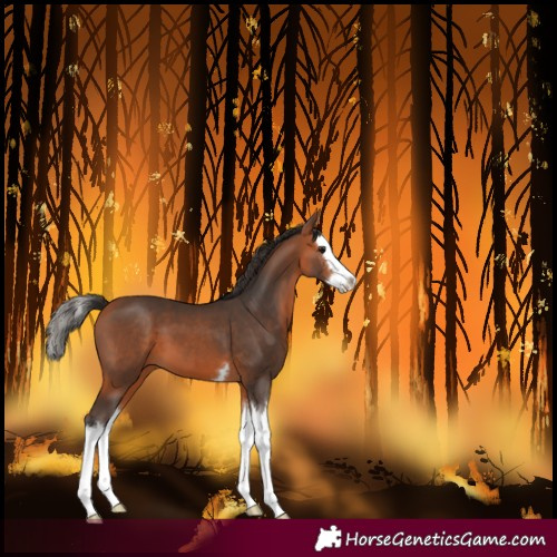 Horse Color:Bay Splash 