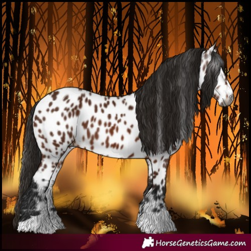 Horse Color:Gray Bay Near Leopard 