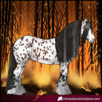 Horse Color:Gray Bay Near Leopard 