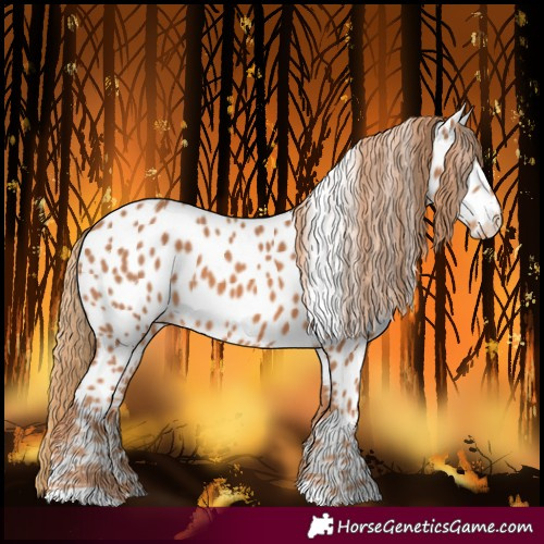 Horse Color:Chestnut Near Leopard 