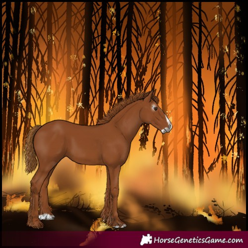 Horse Color:Gray Chestnut Splash 