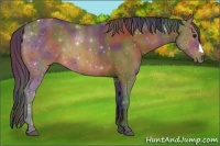 Horse Color:Nacre Bay 