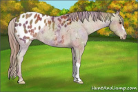 Horse Color:Nacre Chestnut Appaloosa 