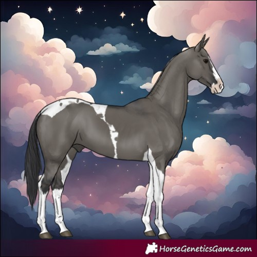Horse Color:Grullo Splash Tobiano 