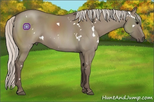 Horse Color:White Spotted Silver Grullo