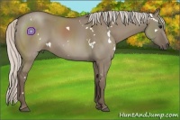 Horse Color:White Spotted Silver Grullo 