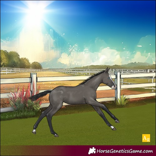 Horse Color:Unknown 