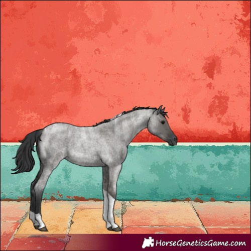 Horse Color:Grullo Roan Tobiano 