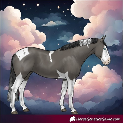 Horse Color:Grullo Splash Tobiano 