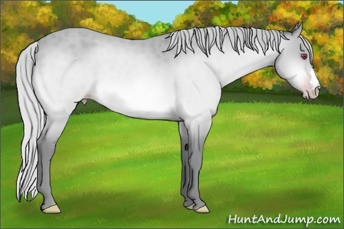 Horse Color:Silver Amber Champagne Chinchilla 