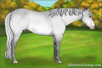 Horse Color:Silver Amber Champagne Chinchilla 