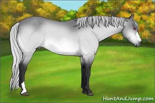 Horse Color:Silver Bay Chinchilla 