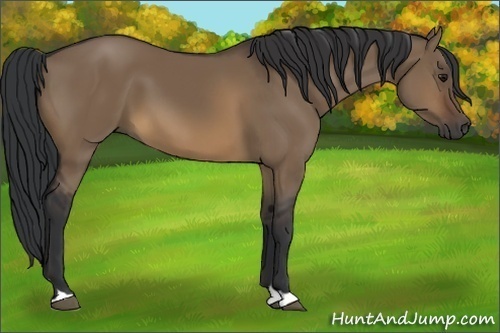 Horse Color:Brown Dun 