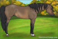 Horse Color:Brown Dun 
