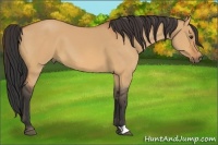 Horse Color:Bay Dun