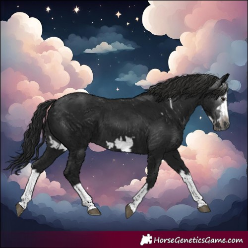 Horse Color:Gray Black Splash Frame