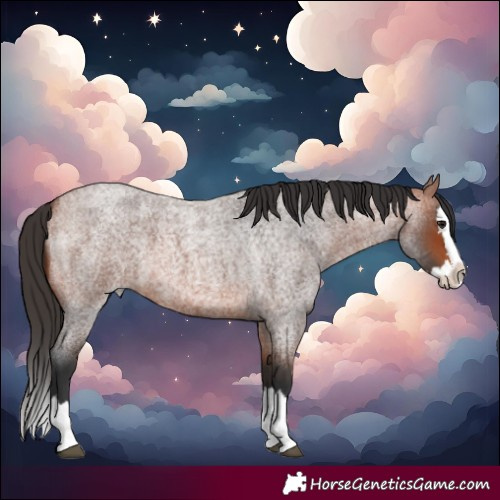 Horse Color:Bay Roan Splash 