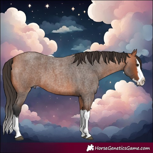 Horse Color:Bay Roan Splash 