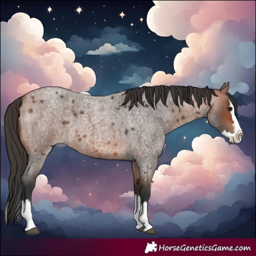 Horse Color:Bay Roan Splash 