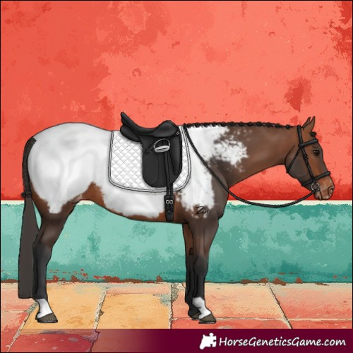 Horse Color:Bay Near Fewspot 
