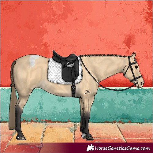 Horse Color:Buckskin Varnish 