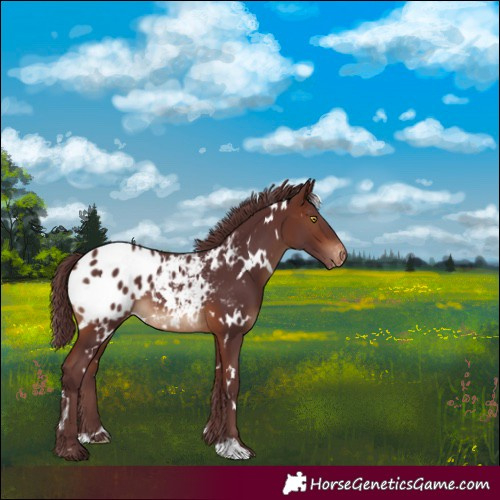 Horse Color:White Spotted Chocolate Brown Blanket