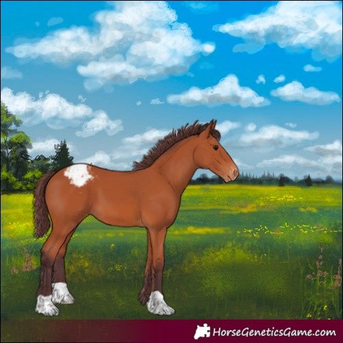 Horse Color:Chocolate Bay Varnish 