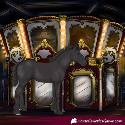 Horse Color:Smoky Black