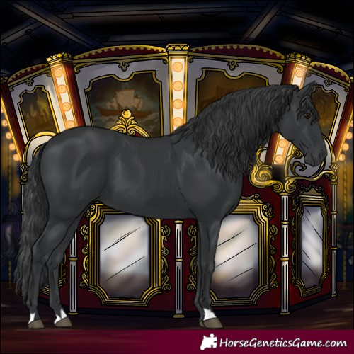 Horse Color:Black 