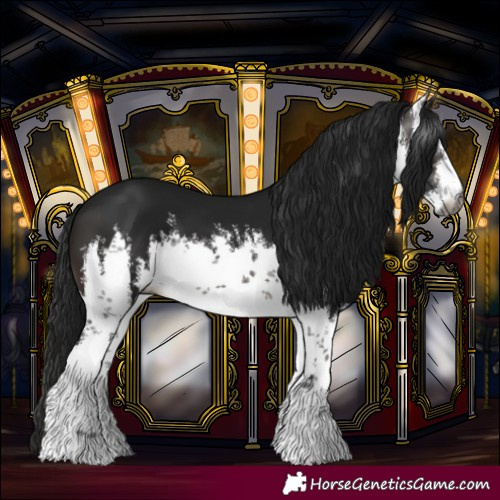 Horse Color:Gray White Spotted Brown