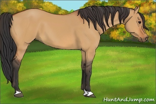 Horse Color:Bay Dun 