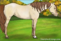 Horse Color:Bay Pearl Dun