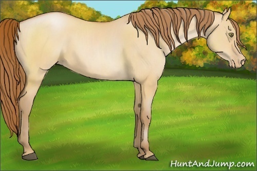 Horse Color:Bay Pearl Dun 