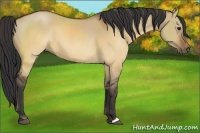 Horse Color:Brown Dun 