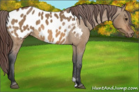 Horse Color:Bay Dun Appaloosa 
