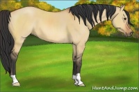 Horse Color:Bay Dun