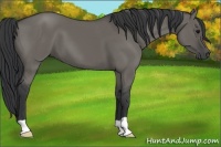 Horse Color:Grullo 