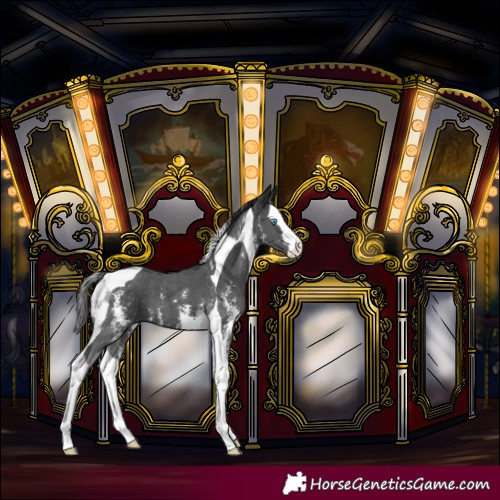 Horse Color:Black Sabino Splash Tobiano
